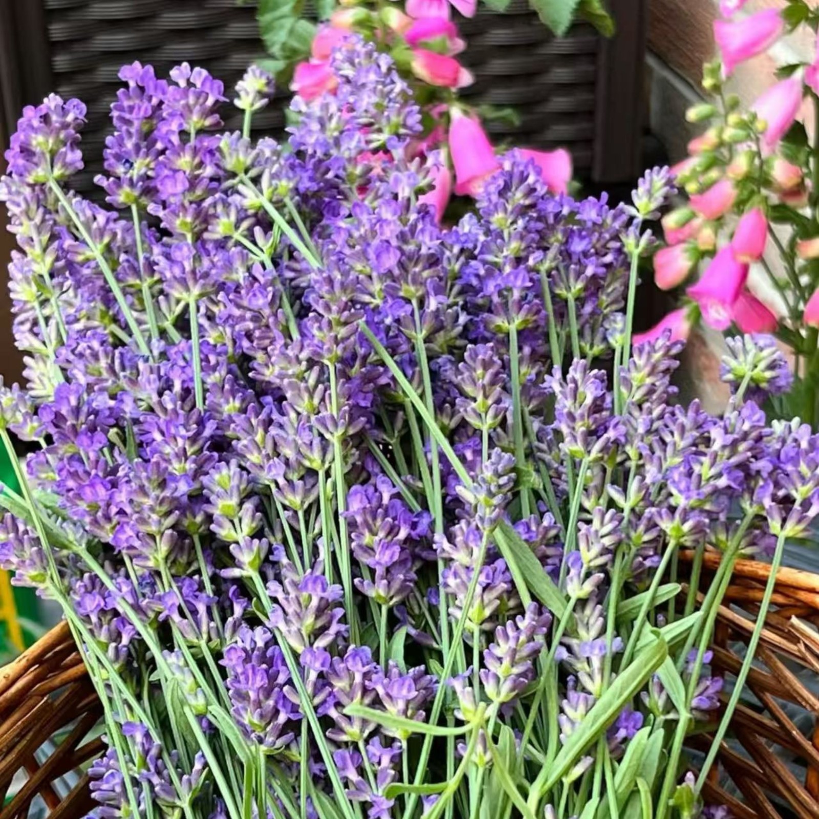 1000 Lavender Seeds – Fragrant Perennial Herb for Gardens Borders Zones 5–9