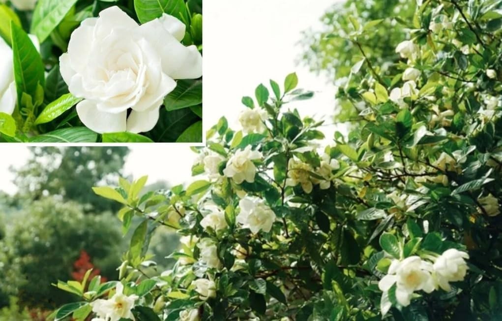 100PCS Gardenia Jasminiodes Seeds Cape Jasmine Fragrant Shrub Seeds Heirloom
