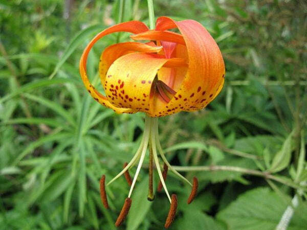 Lilium michiganense | Turk’s Cap Lily | Michigan Lily | 10 Seeds