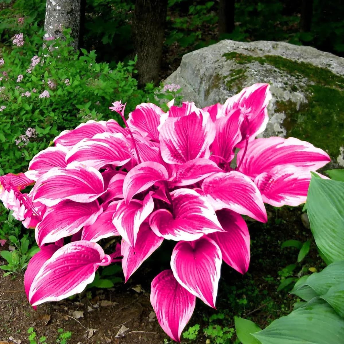220+ Mixed Color Hosta Seeds for Planting – Hostas Seeds Rare Perennial, Flower