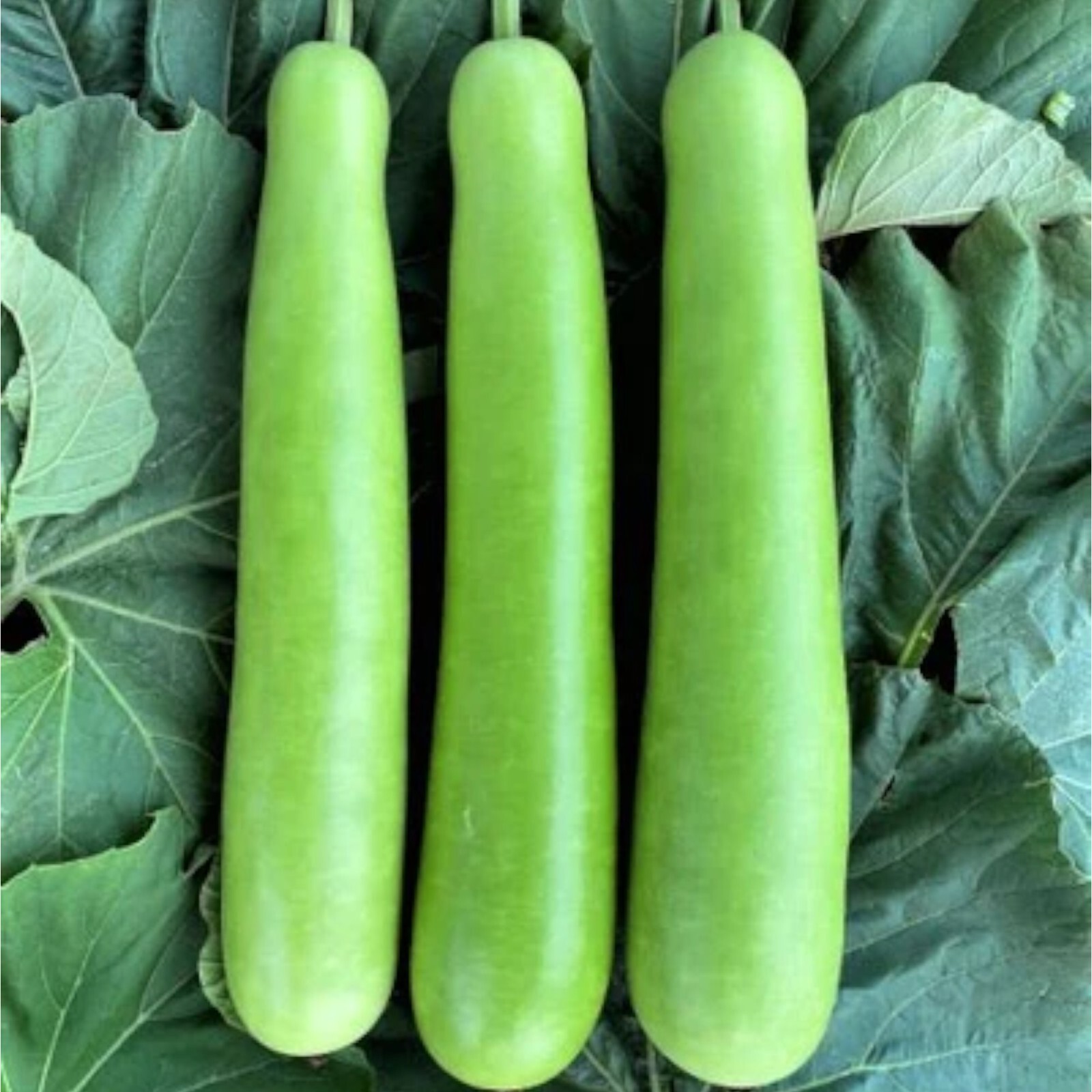 Bottle Gourd Seeds – 35 Seeds – Non-GMO Heirloom Calabash for Vegetable Gardens