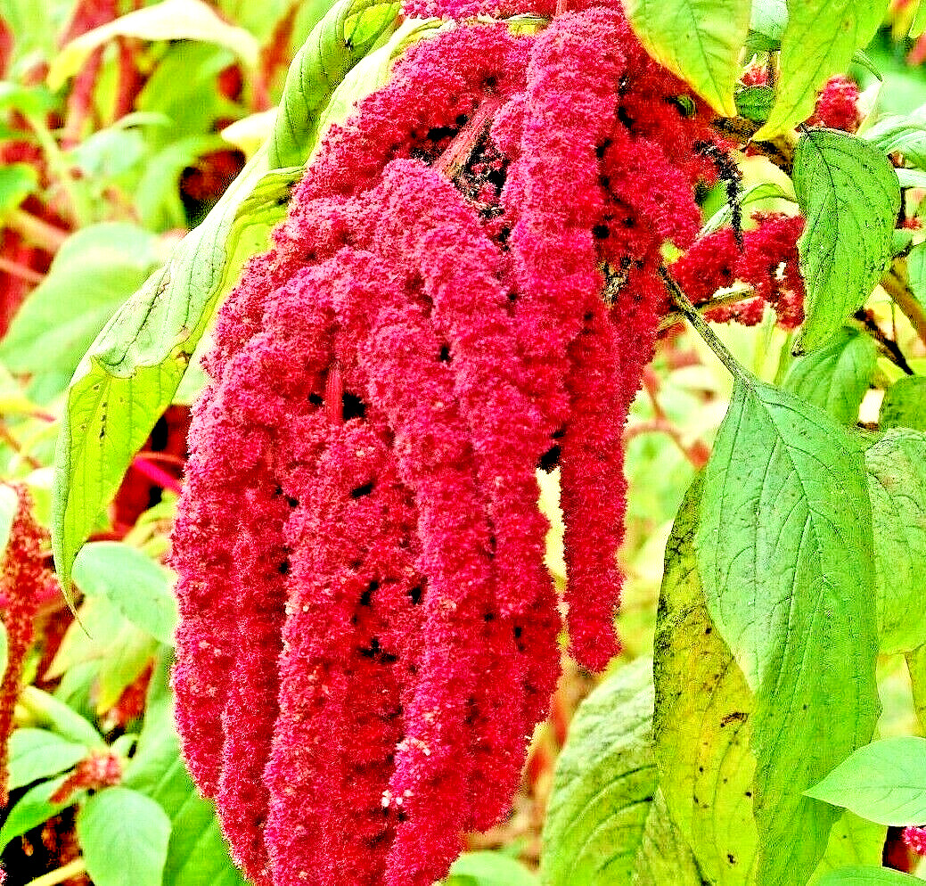2000 AMARANTH SEEDS LOVE LIES BLEEDING AUTUMN FLOWER GARDEN HEIRLOOM NON-GMO USA