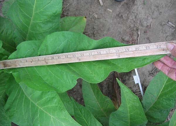 1000 Japan 8 Tobacco Seeds ~ Sweet Dark Nicotiana Tabacum ~ Compact Tobacco
