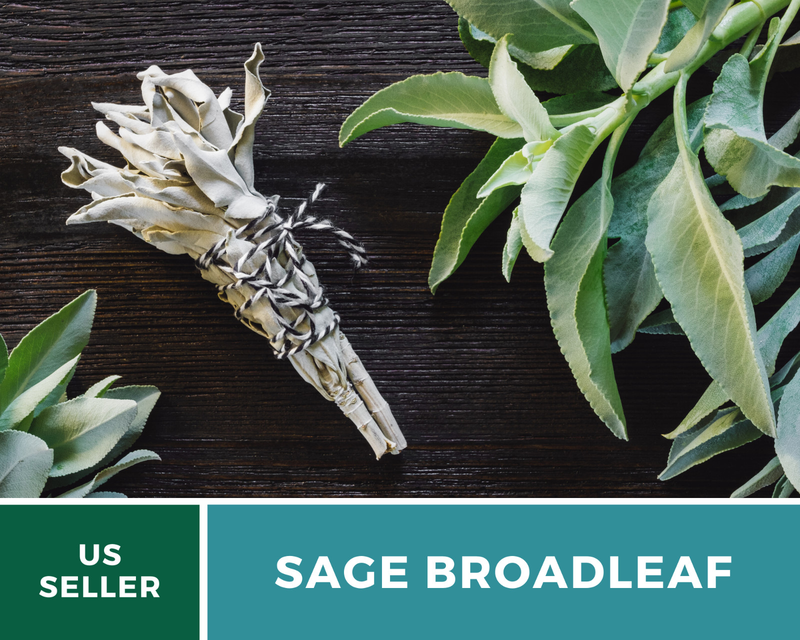 Sage – Broadleaf (Salvia Officinalis) – 100 seeds
