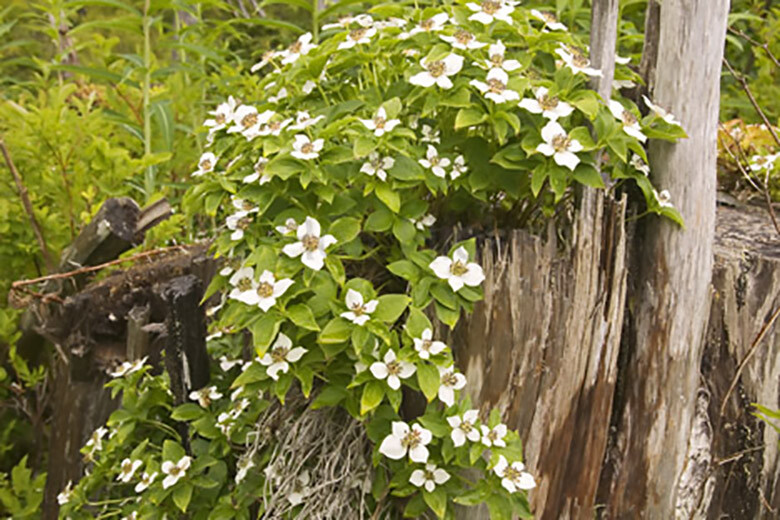 Creeping Dogwood, (Bunchberry), Cornus canadensis, Seeds