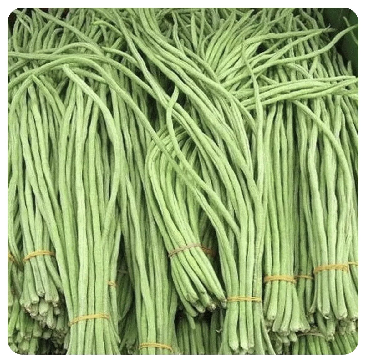 3 Colors Mix Yard Long Bean | MultiVariety Blend Pole Asian Đậu Đũa 60 Seeds