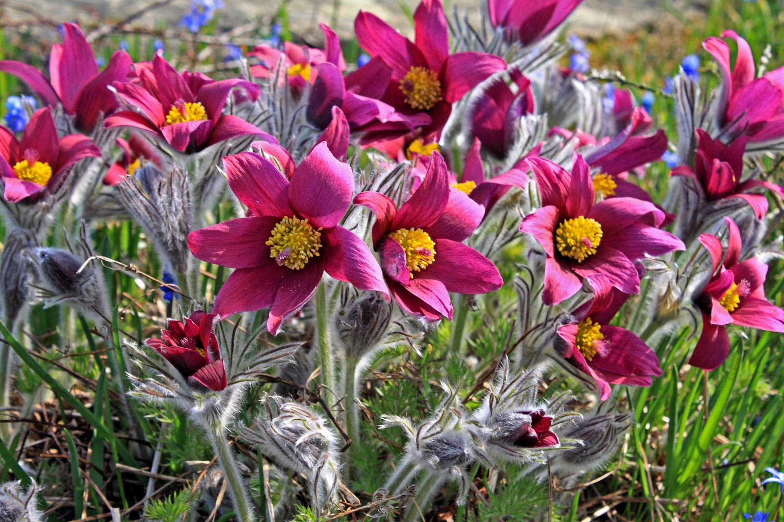 10 RED ANEMONE Pulsatilla Vulgaris PASQUE FLOWER Seeds *Flat S/H
