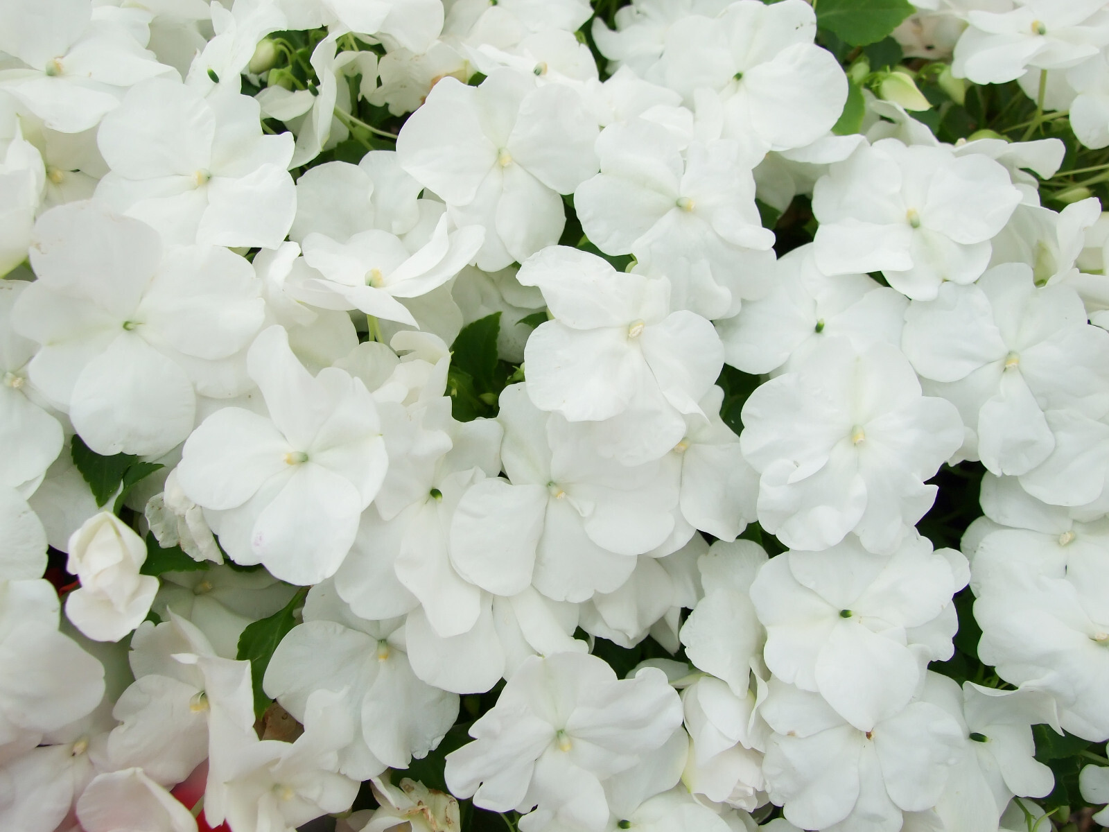 50 DWARF WHITE IMPATIENS Walleriana Sun or Full Shade Flower Seeds *Flat Ship