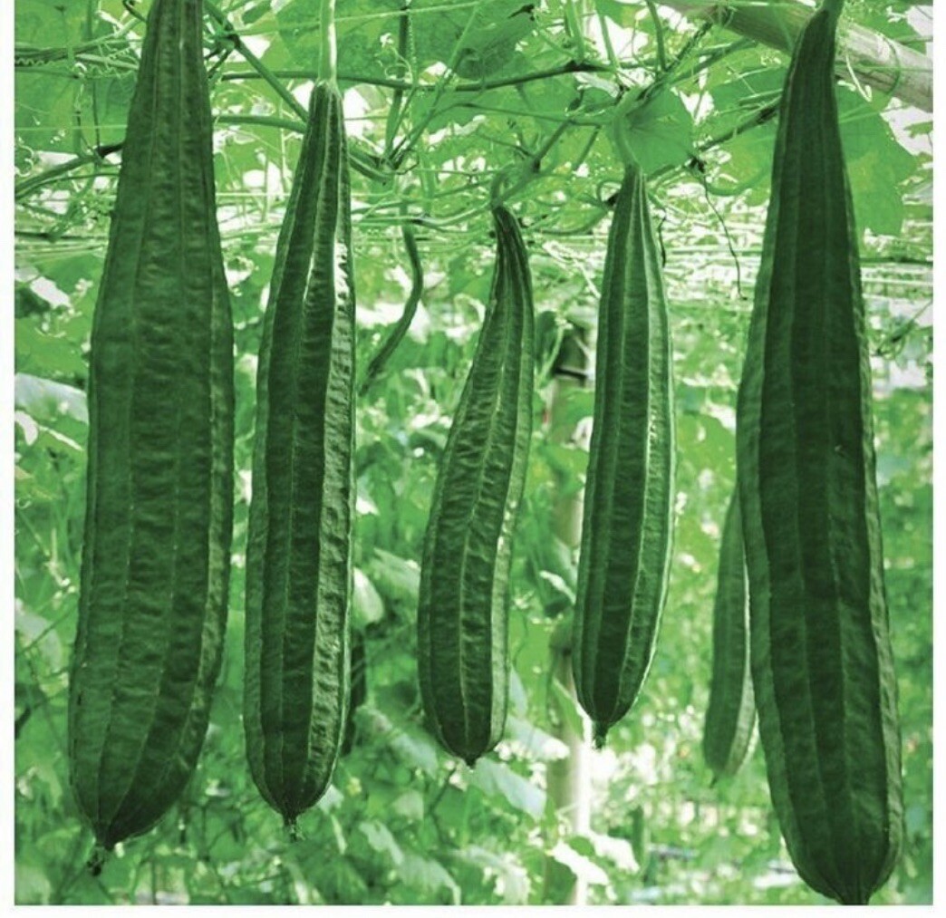 10 packets ASIAN VEGETABLE SEEDS Bundle Non GM0 Heirloom