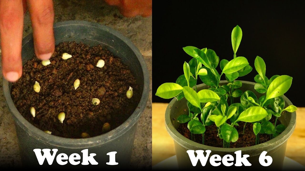 5 Seeds Tac Chua Viet Nam Hat Giong Cay Quay Kumquat Trai Tron Citrus Microcarpa