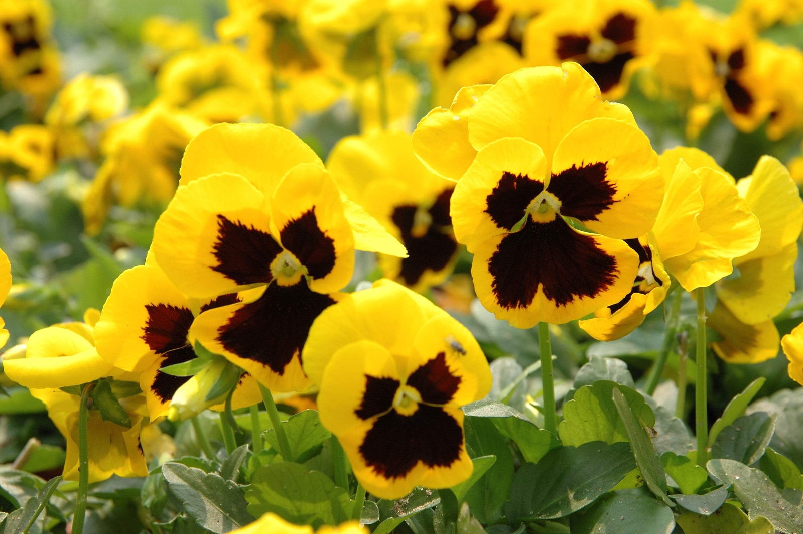50 YELLOW & BROWN PANSY VIOLA Violet Flower Seeds *Flat S/H