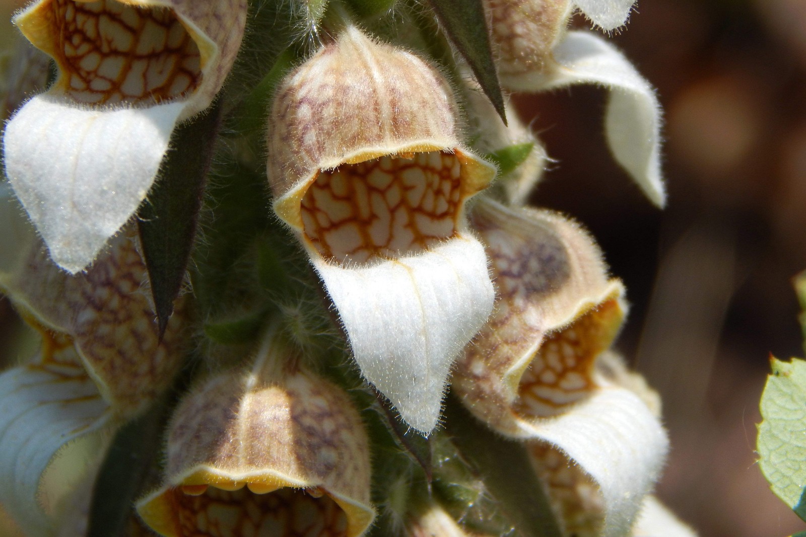 50 RUSTY FOXGLOVE Hummingbird Flower Digitalis Ferruginea Yellow Herald Seeds