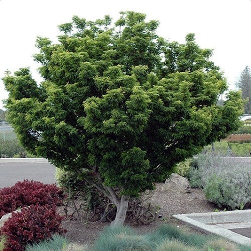 “Oregon Sunset” Maple Tree Seeds Acer Semi – Dwarf Hardy – Zone 5 Red Orange