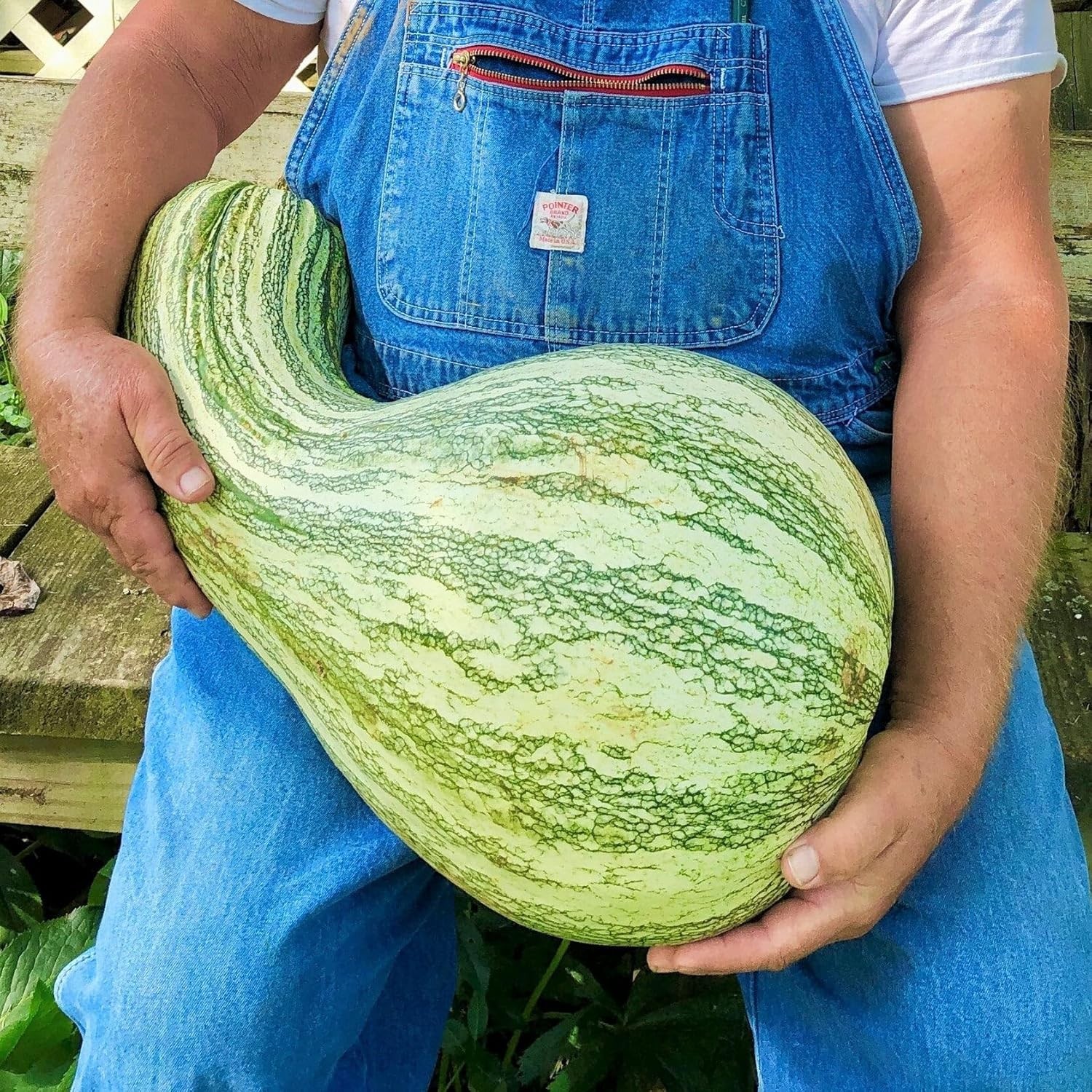 100 Green Striped Cushaw Pumpkin Seeds – Heirloom Gourd Vegetable