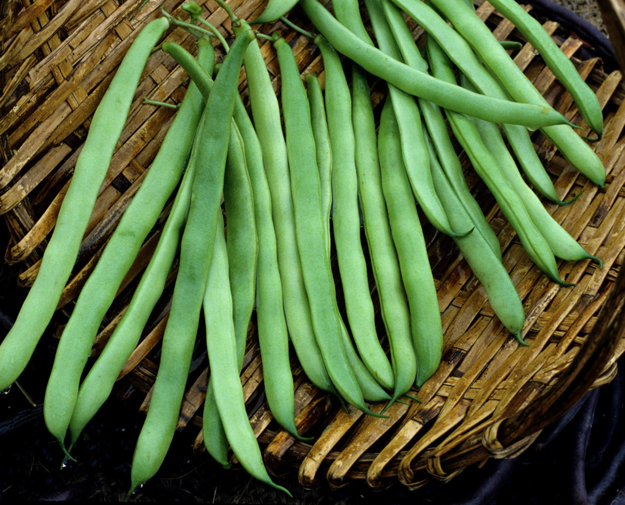 150 Bean Seeds, Kentucky Pole Beans, Heirloom Pole Bean, Green Beans, Non-Gmo