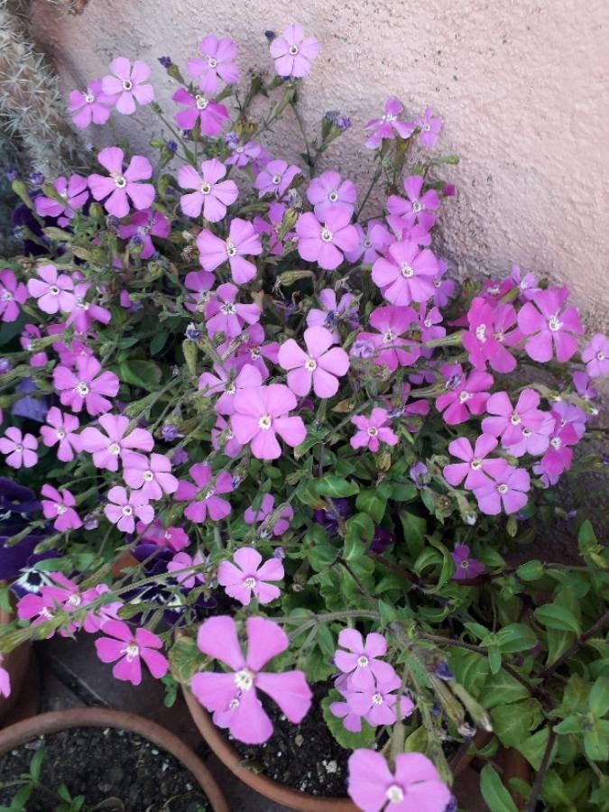 Soapwort Seeds – Saponaria ocymoides Seeds – Beautiful Flowers!