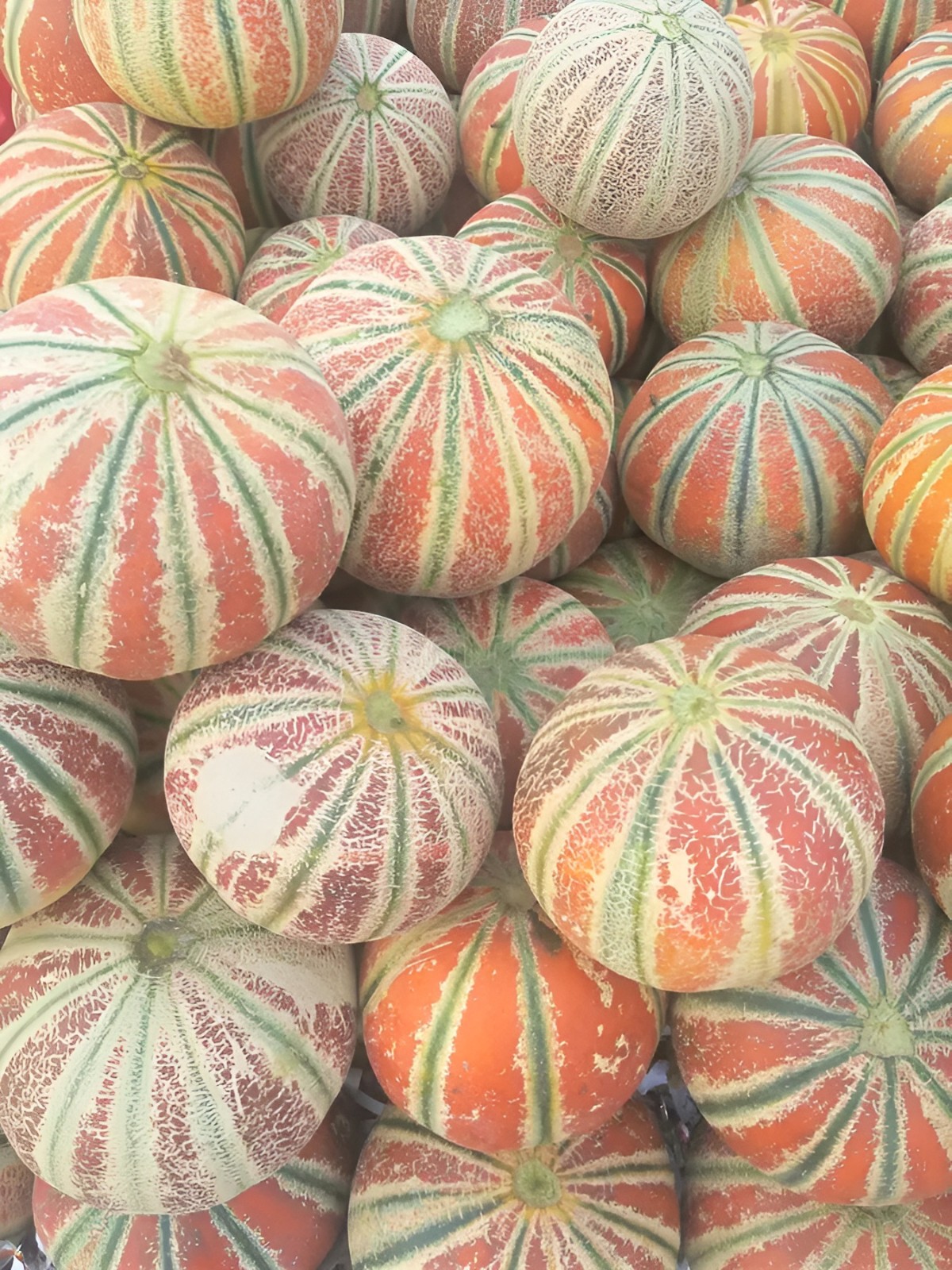 25 Heirloom Kajari Melon Seeds – Exotic Striped Sweet High Yielding Indian Melon
