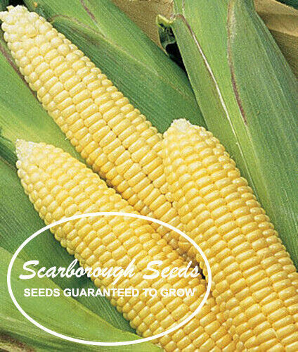 Scarborough Seeds Corn Early Sunglow 25 Seeds, Only 62 days!