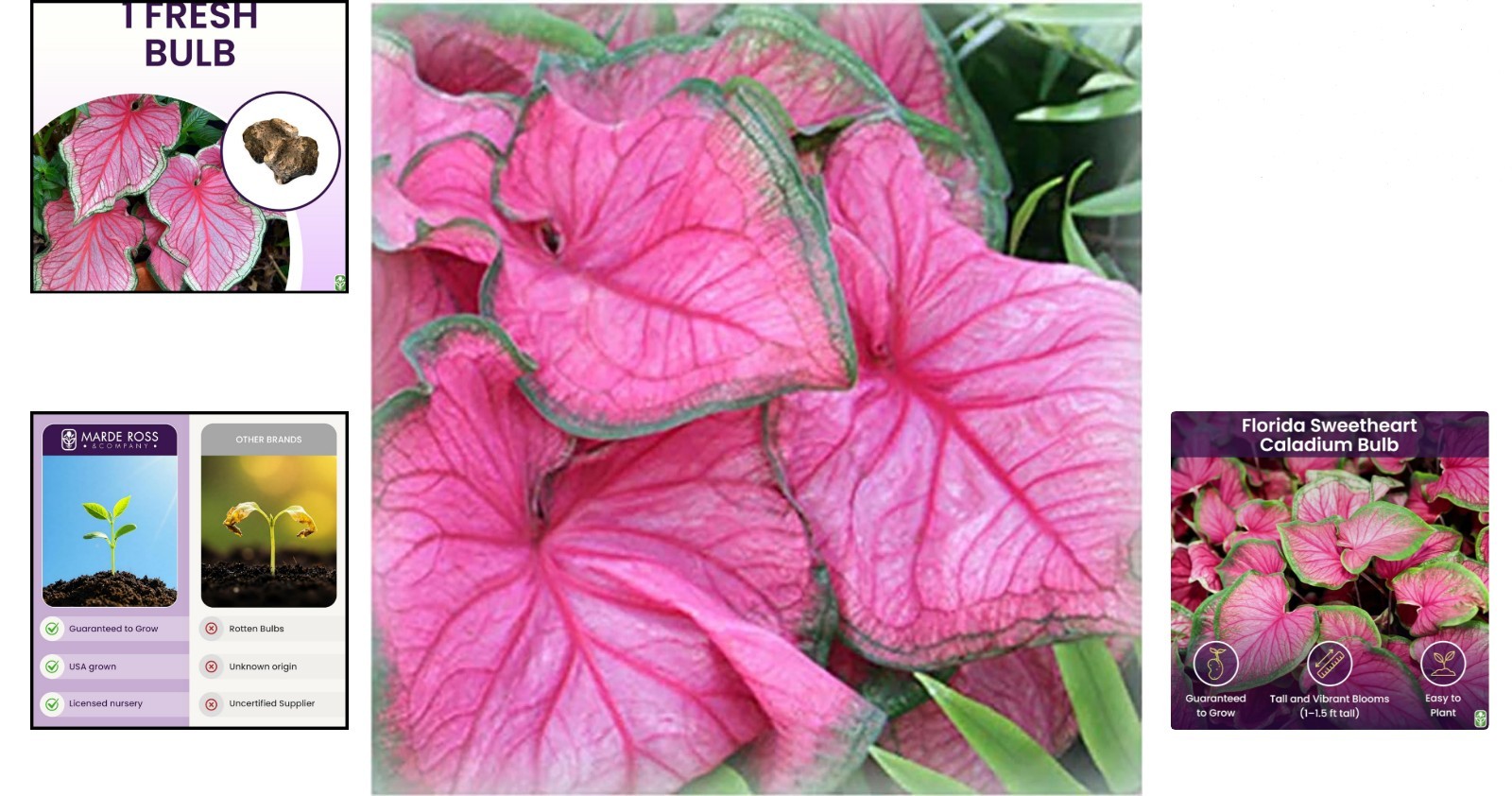 Heirloom Florida Sweetheart Caladium Bulbs – Large Root for Vibrant Pink Foliage