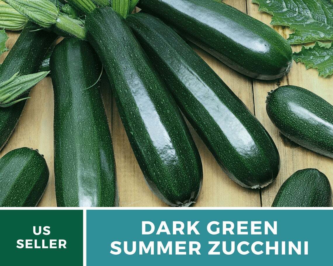 Squash, Dark Green Zucchini Summer – 25 Seeds – Heirloom (Cucurbita pepo)