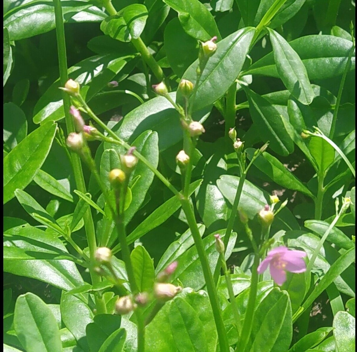 250+ Organic  Waterleaf (Talinum fruticosum) Spinach seeds for planting