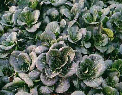 Non-GMO Asian Vegetable Seeds 4 Variety（黑大头，矮脚黄，乌塌菜，早熟5号）Pack #1 3000+seeds