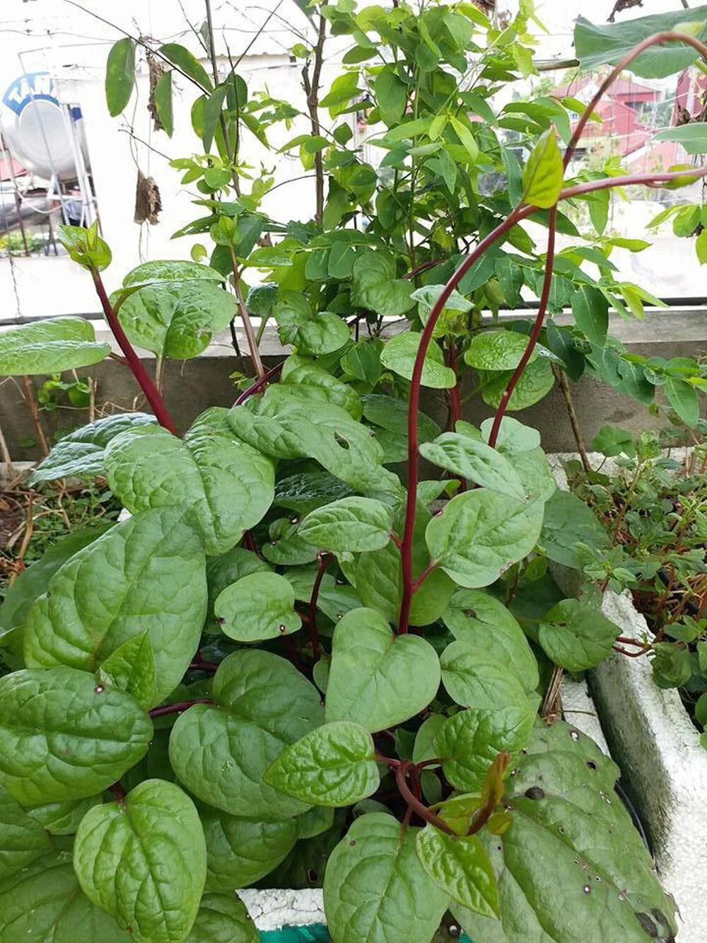 100+ red (rubra) malabar spinach seeds/ mồng tơi đỏ