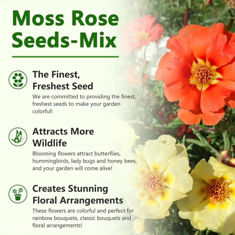 20,000+ Moss Rose Seeds (Portulaca Grandiflora) – Mixed Color Perennial Groun…