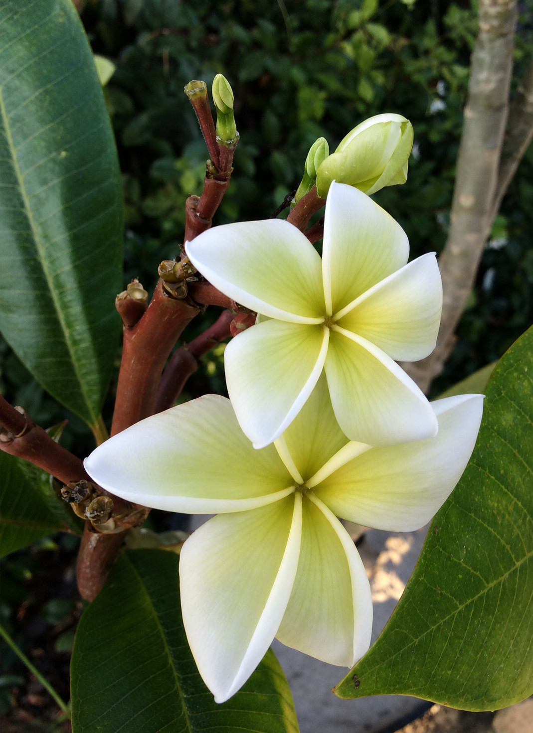 5 Plumeria Seeds Perennial Flowers Flower Frangipani “Green White” US SELLER