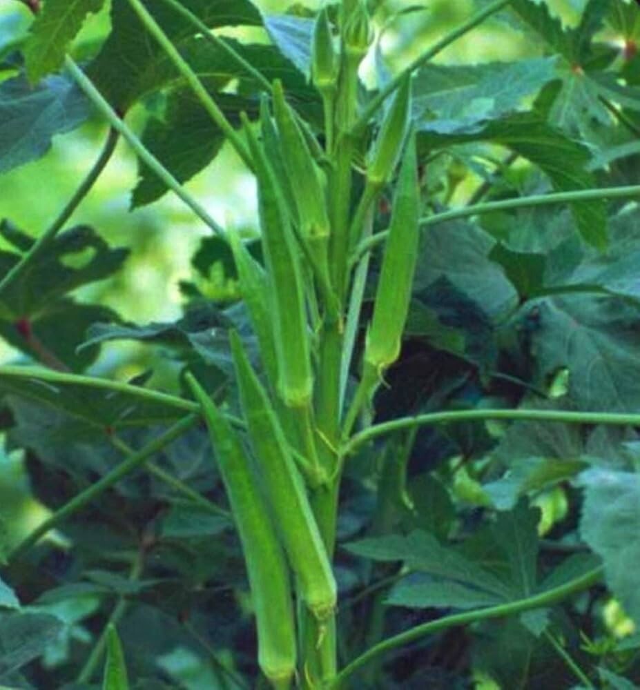 OKRA SEED, EMERALD, HEIRLOOM, NON GMO, 200 SEEDS, GARDEN OKRA SEED