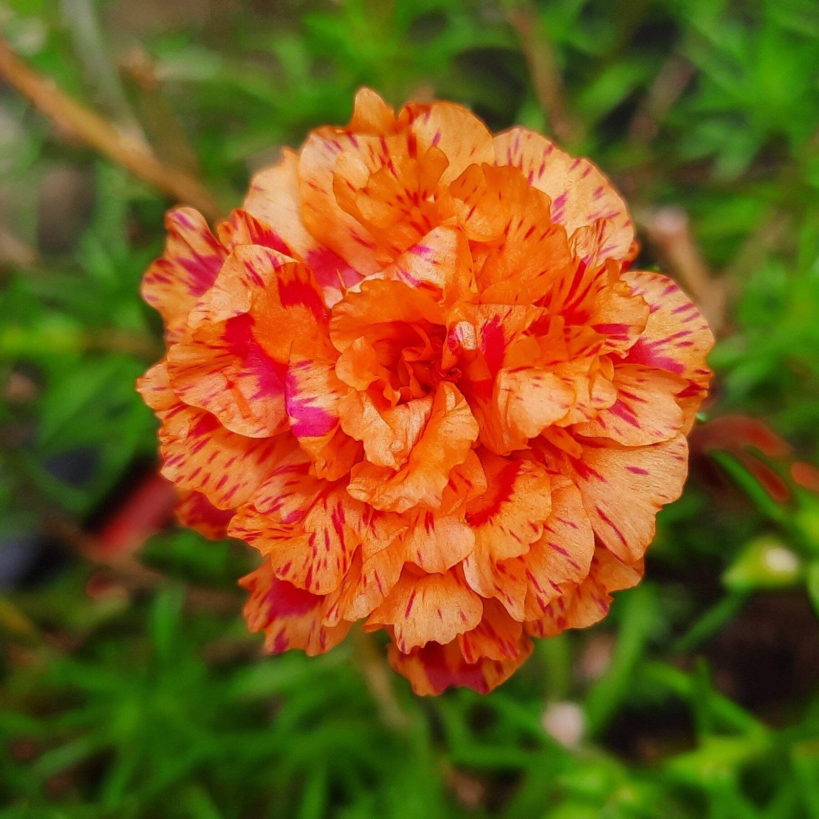 100 ORANGE PORTULACA Moss Rose Portulaca Grandiflora Flower Seeds *Comb S/H