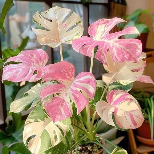 50-Pcs Mixed Monstera Seeds – Rare Tropical Foliage for Indoor & Outdoor Grace