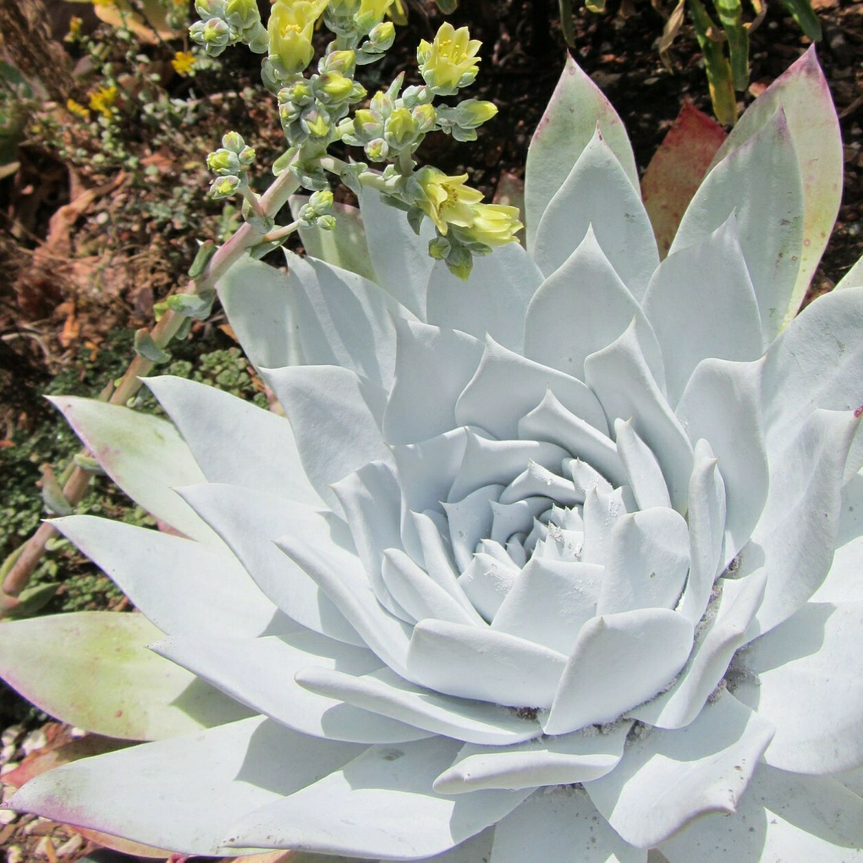 Dudleya Brittonii Giant Chalk Succulent 30 seeds form. Echeveria blue