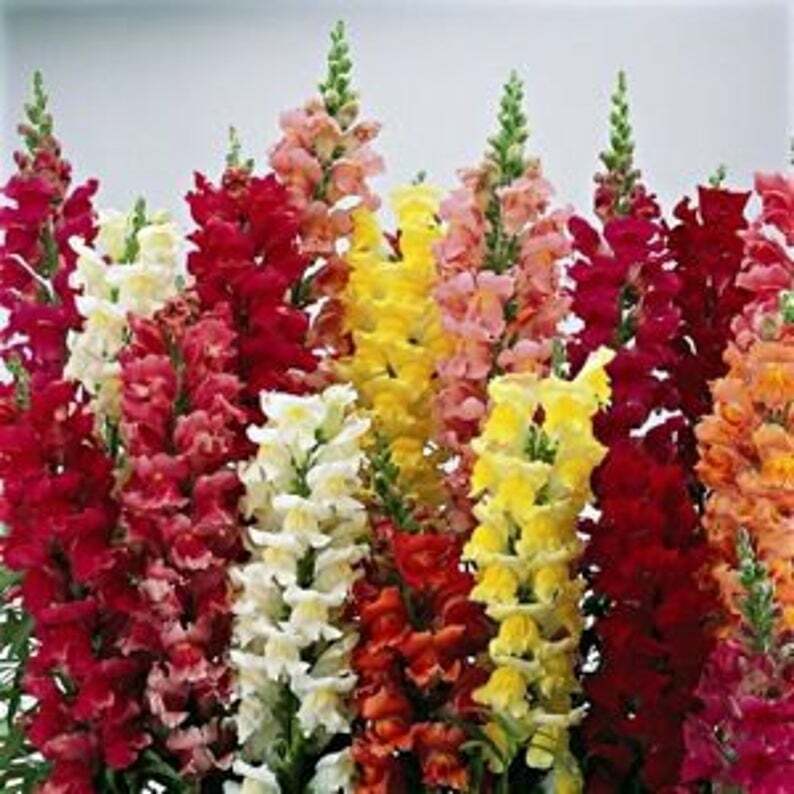 Snapdragon Seeds, Tetra Mix, Multi Color Blooms, Bees and Butterflies, FREE SHIP