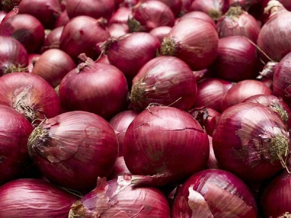 Onion Seeds, Red Burgundy Onion Seeds,”COOL BEANS N SPROUTS” Brand. Heirloom. N