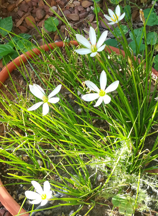 Zephyranthes treatiae Florida Native Fall White Flowers Grass Bulb Plant 6 Bulbs