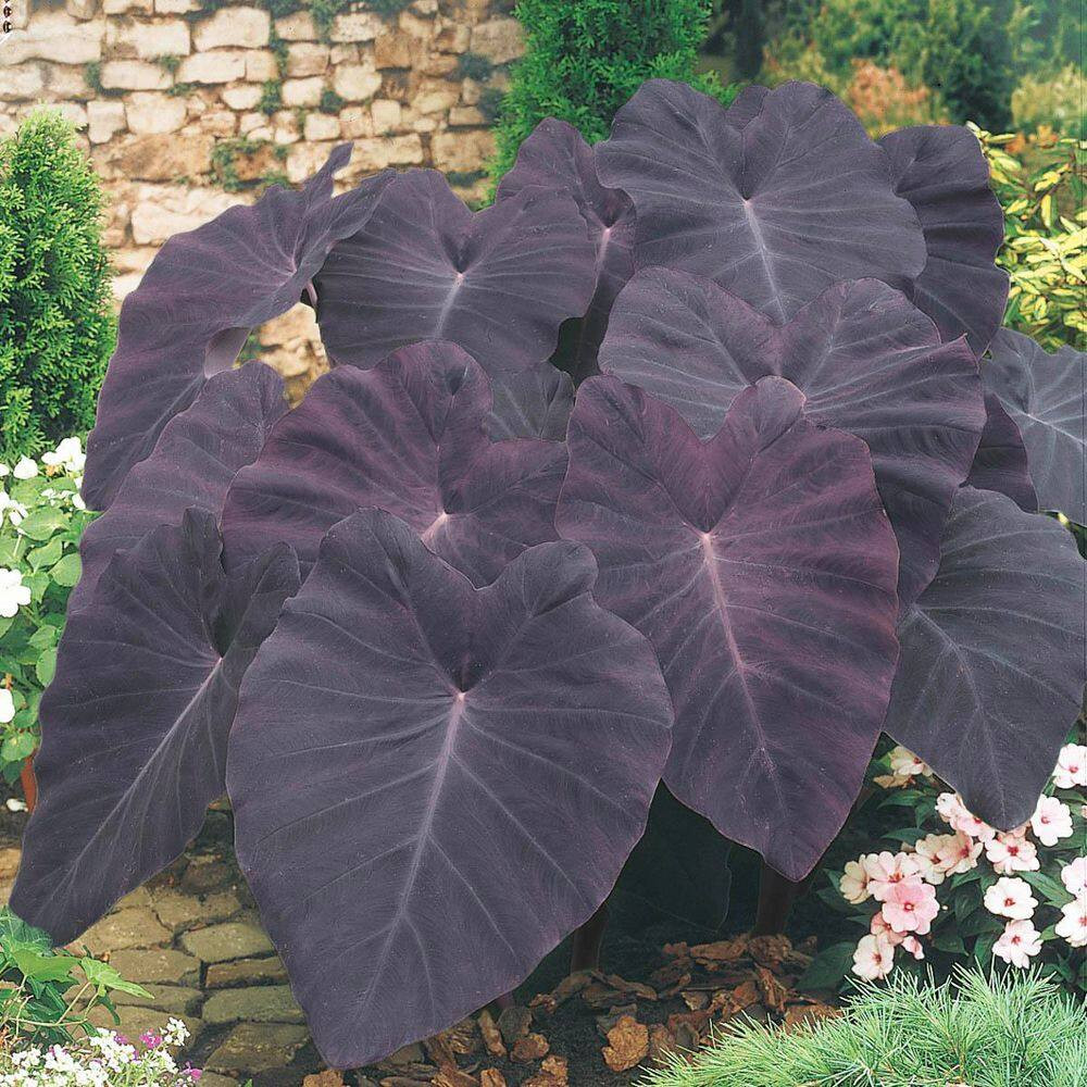 Black Magic Elephant Ears Dormant Bare Root Bulbs (2-Pack)