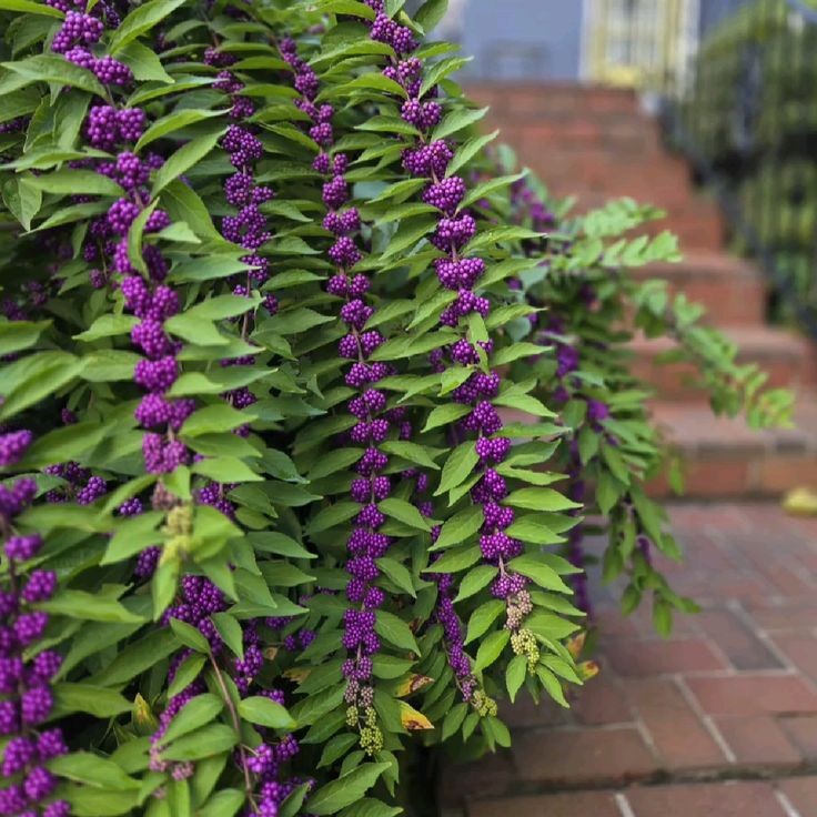 Beautyberry – Early Amethyst – 3.5″ Pot – 8 – 12″ Tall