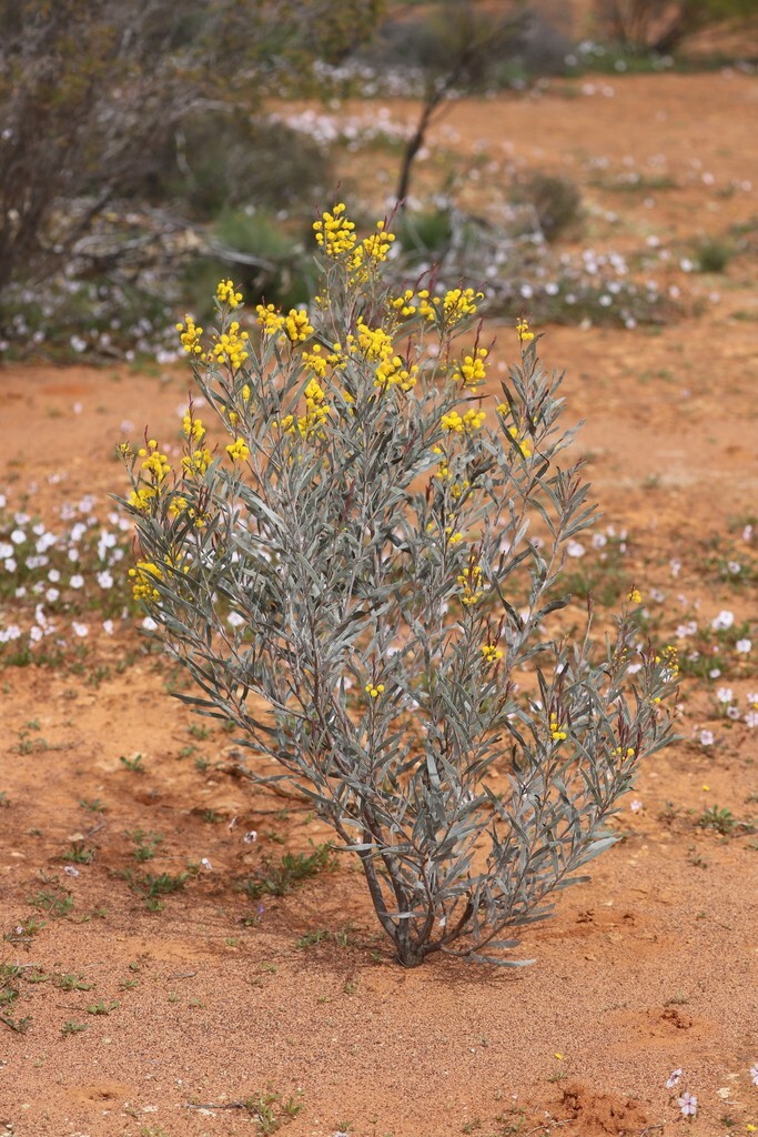 25+ Acacia hemiteles Seeds – “Tan Wattle”