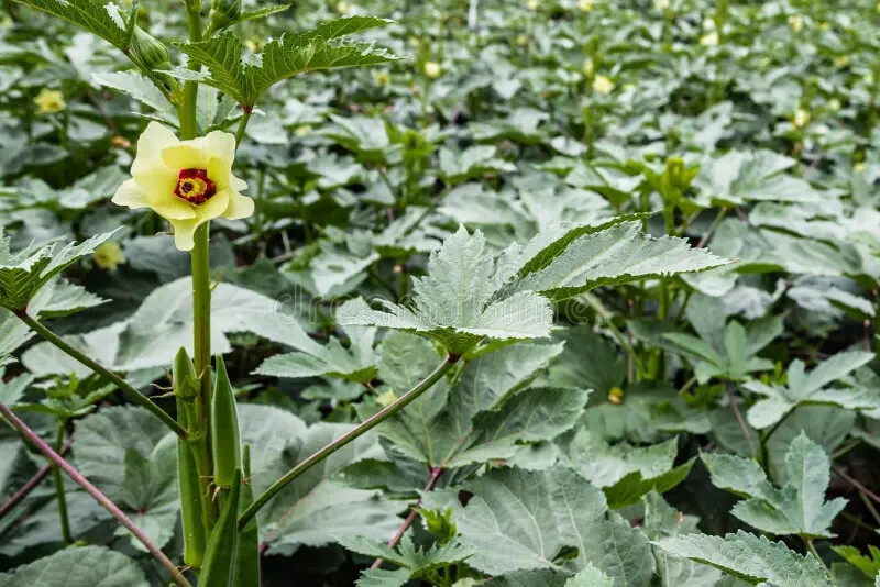 Hill Country Red Okra Seeds NON-GMO Heirloom Open Pollinated Easy to Grow! YUM!