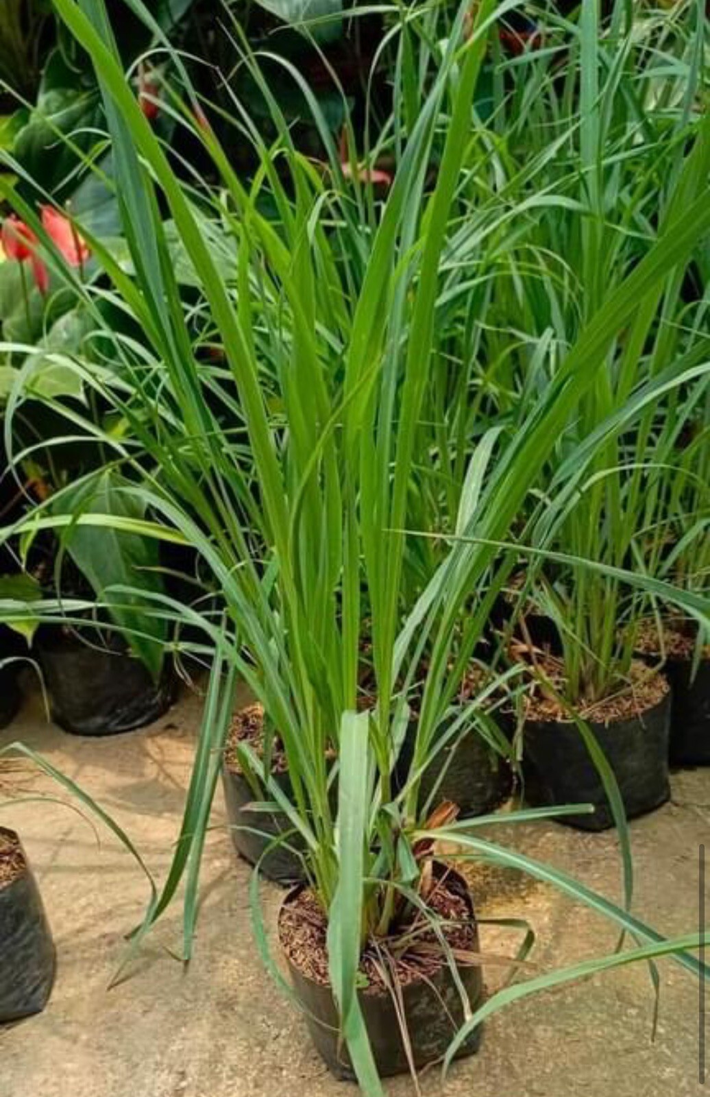 200+ SEEDS-Lemon Grass Seeds I Non-GMO I Buy2Get1FREE
