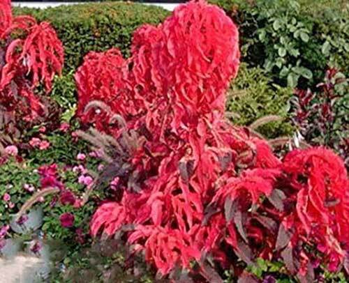 Amaranthus tricolor | Early Splendor | 100 Seeds