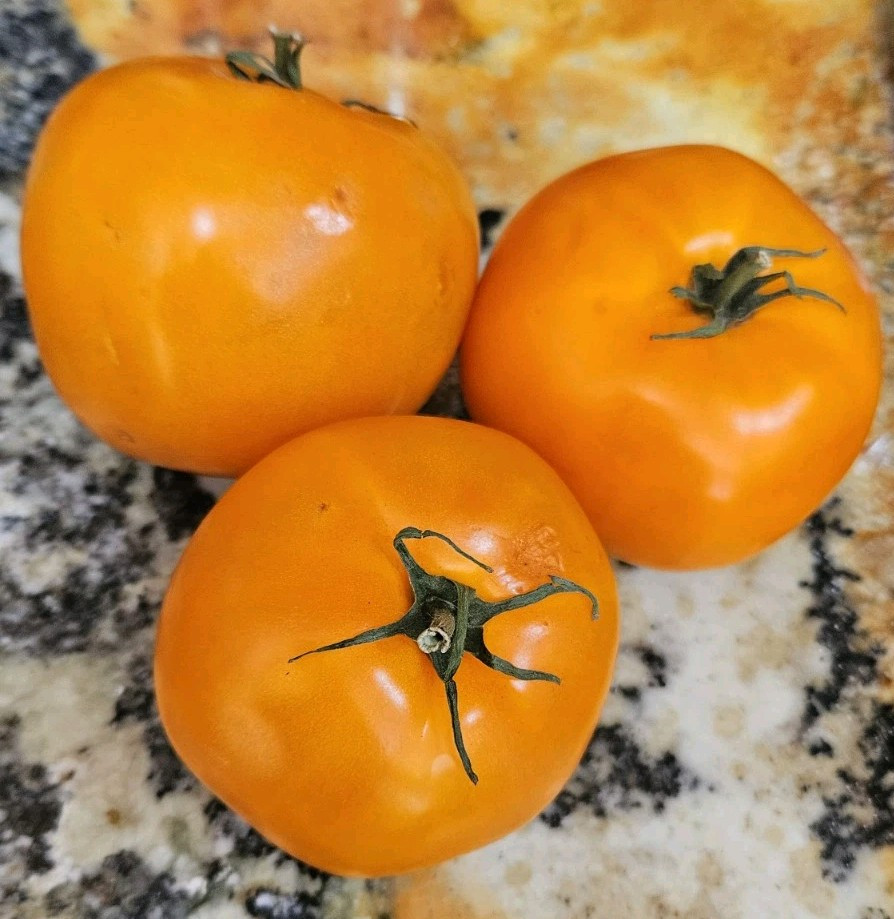 Orange Queen Tomato Seeds (30) / Organic / Florida Grown / Super Rare