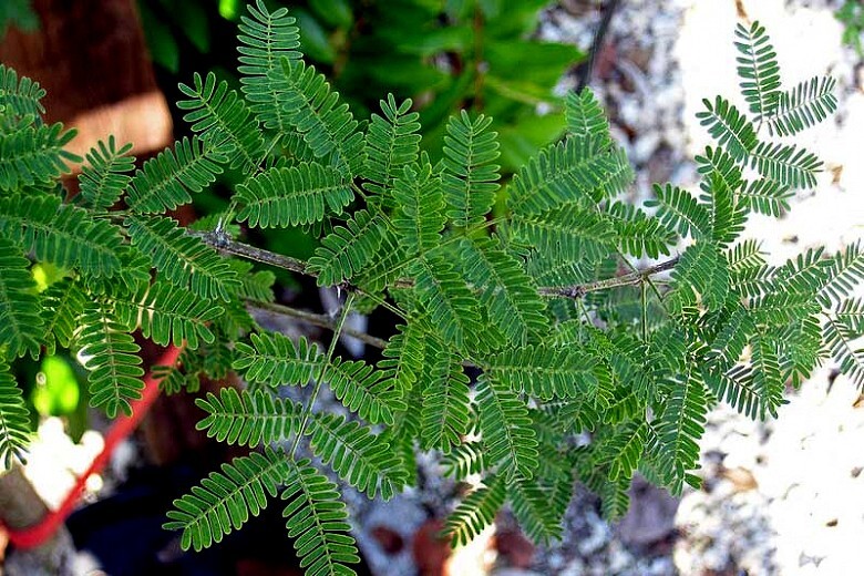 10 SWEET ACACIA Mimosa Tree Seeds (Acacia farnesiana) Wattle Flower Fast Growing