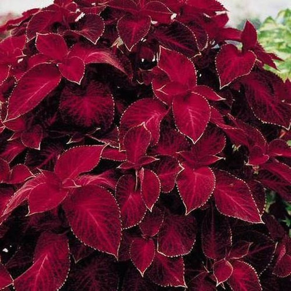 200 Seeds Wizard Red Velvet Coleus Seeds For Planting – Shade Garden Plants