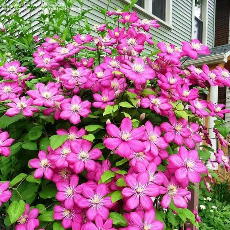 25pc CLEMATIS SEEDS Garden Plant Flower vine climber USA seller FREE shipping