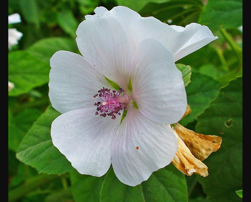 30 seeds| Marshmallow Flower seeds #6002