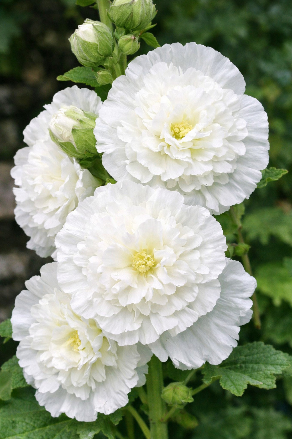 25 Double White Hollyhock Seeds Perennial Flower Seed Flowers US SELLER