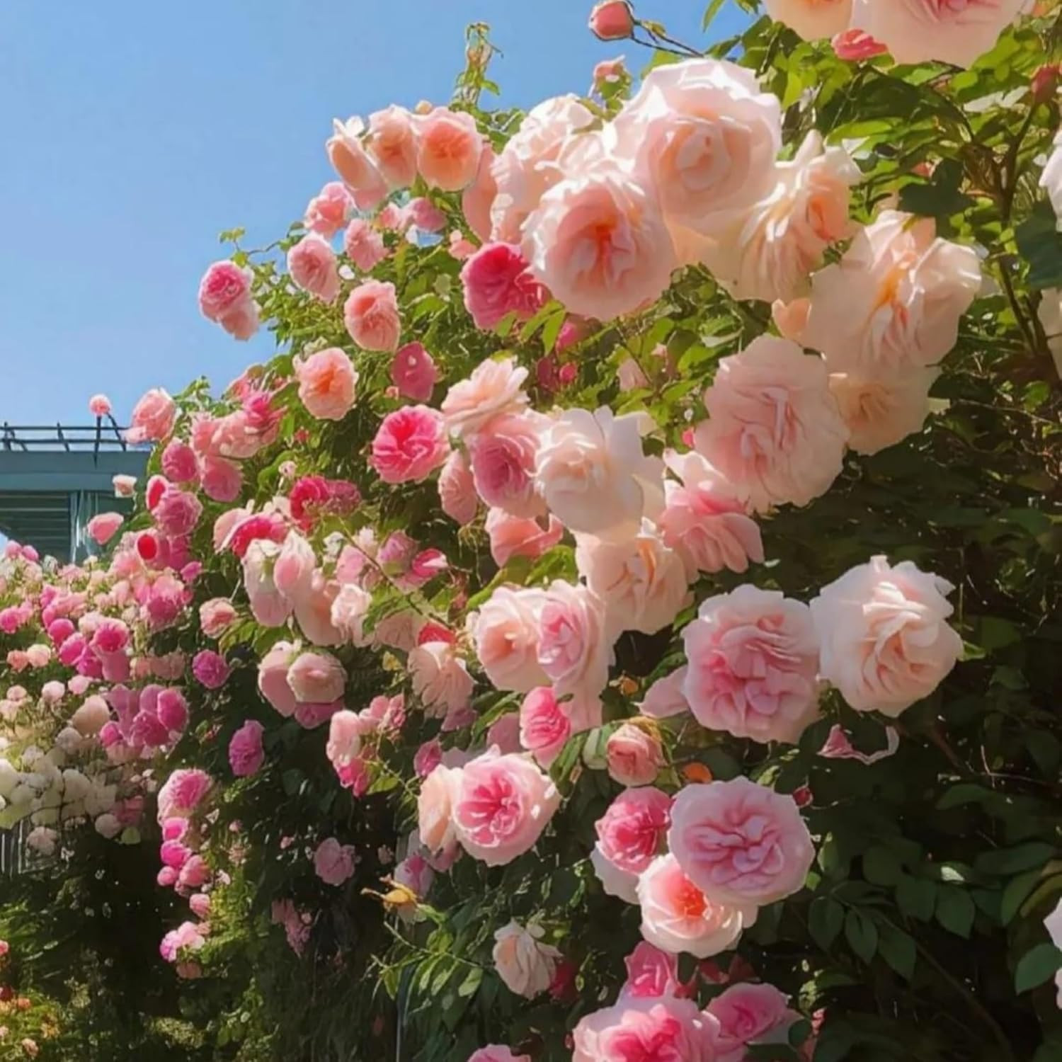 300 Mixed Color Climbing Rose Seeds for Planting Bush Perennial Shrub Heirloom