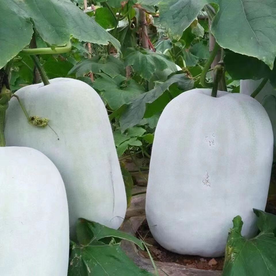 20+ Wax Gourd Seeds White Ash Gourd Winter Melon Dong Gua (Alu) Puhul USA